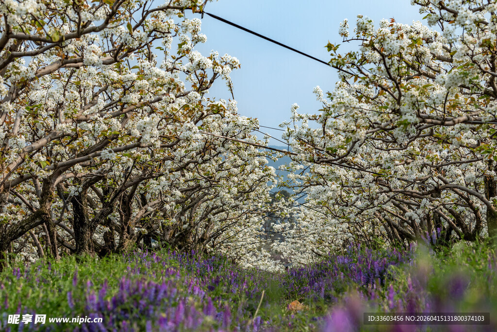 春日繁花盛开的美丽花径