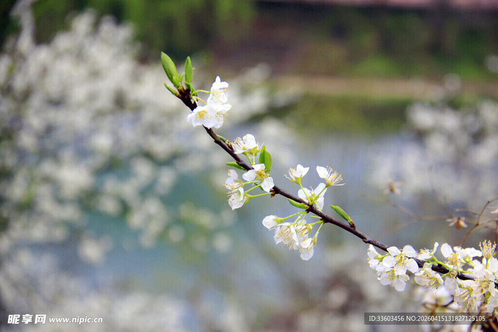 枝头绽放的洁白春花