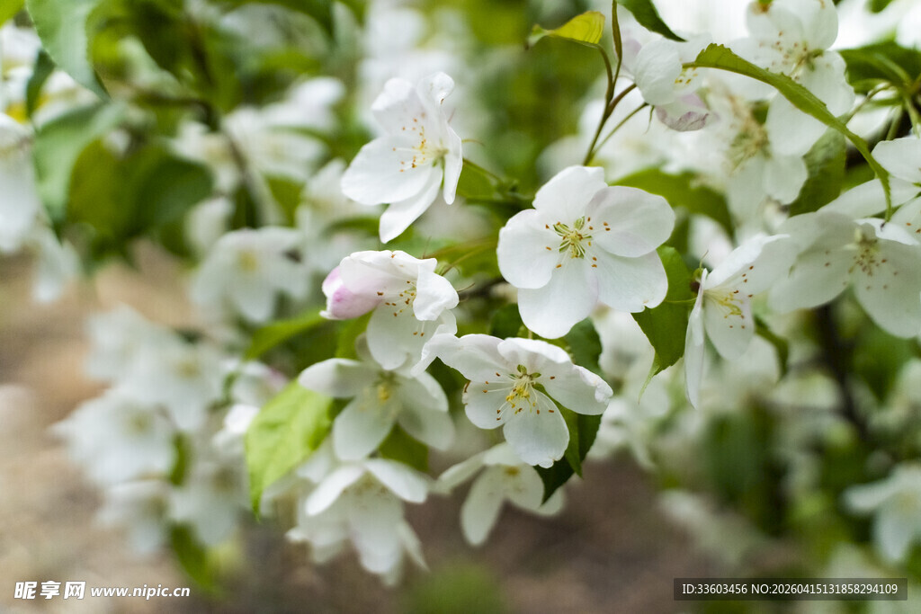 洁白花朵绽放绿意间