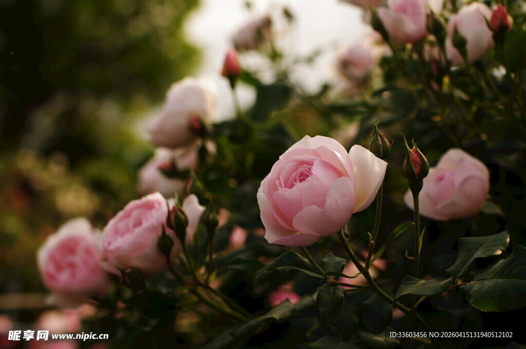 粉色蔷薇绽放的美丽瞬间