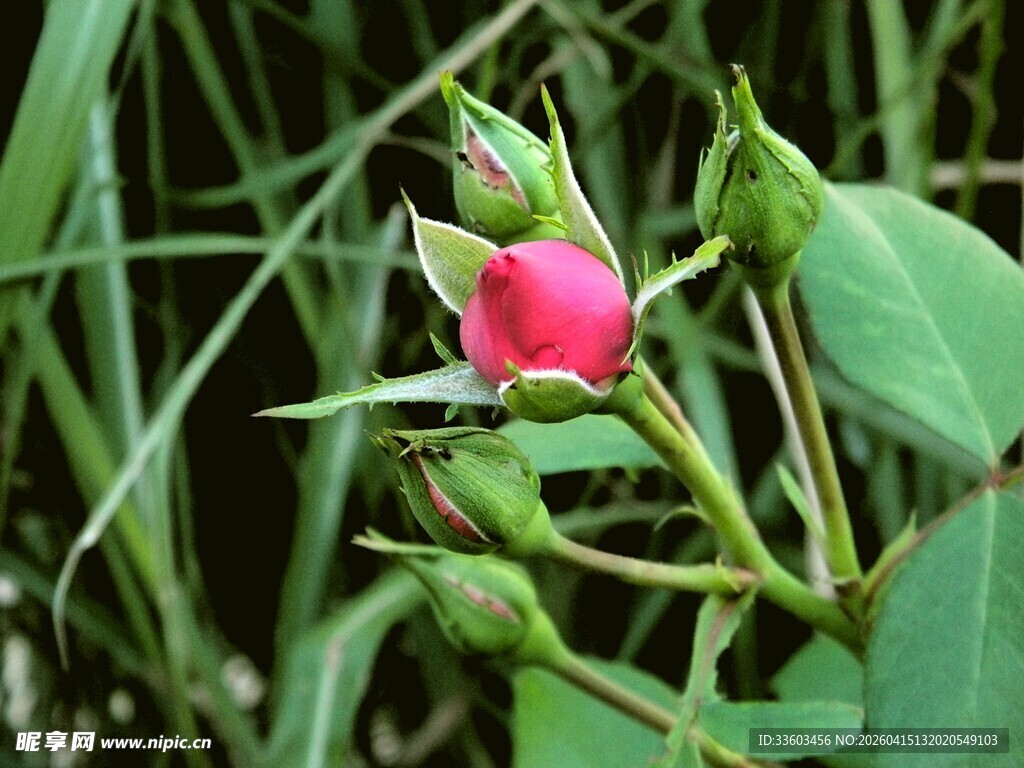 含苞待放的娇艳粉色玫瑰