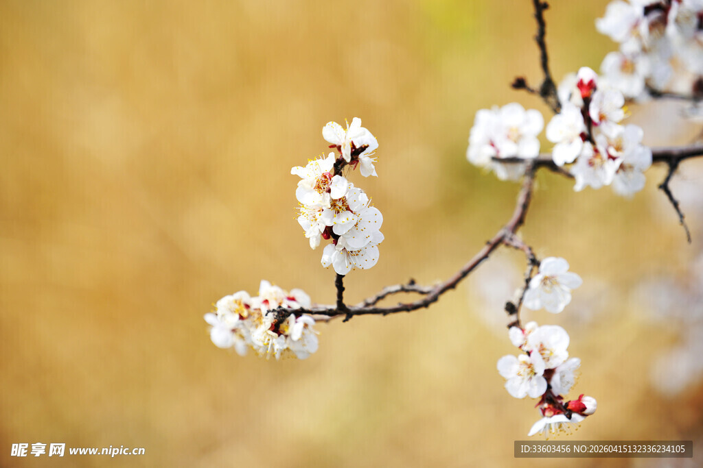 枝头绽放的素雅杏花
