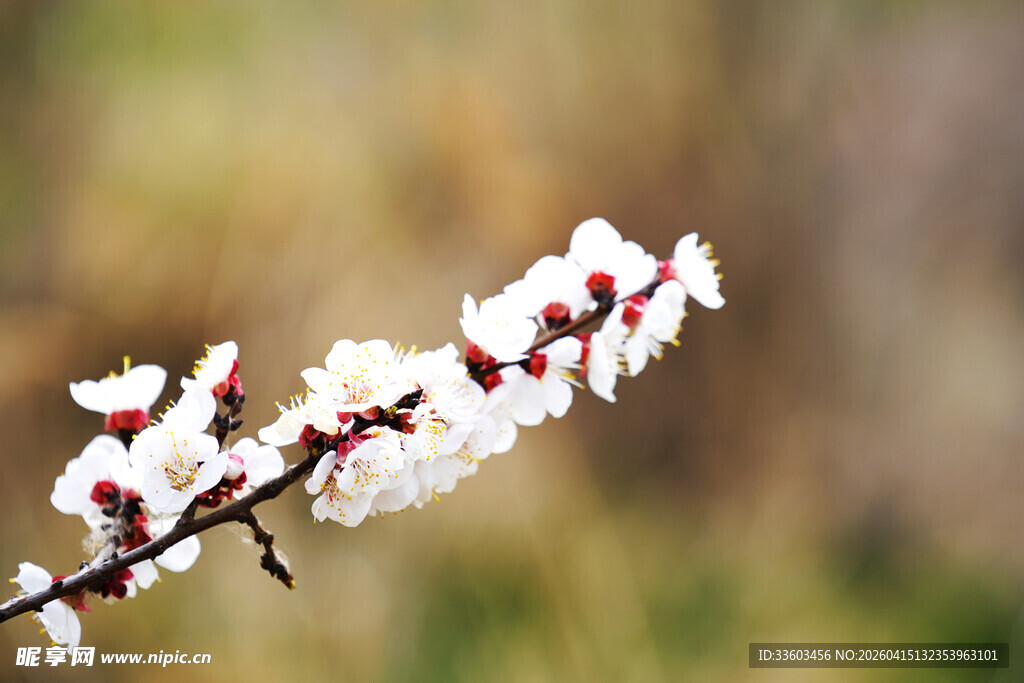 枝头绽放的美丽杏花
