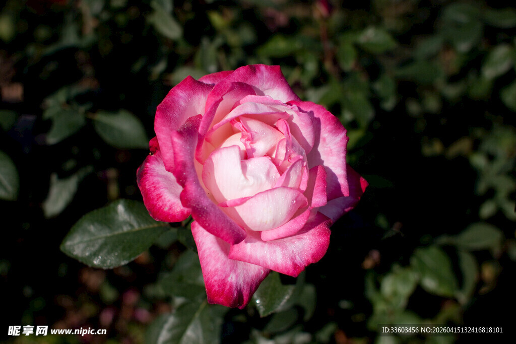 娇艳双色月季花