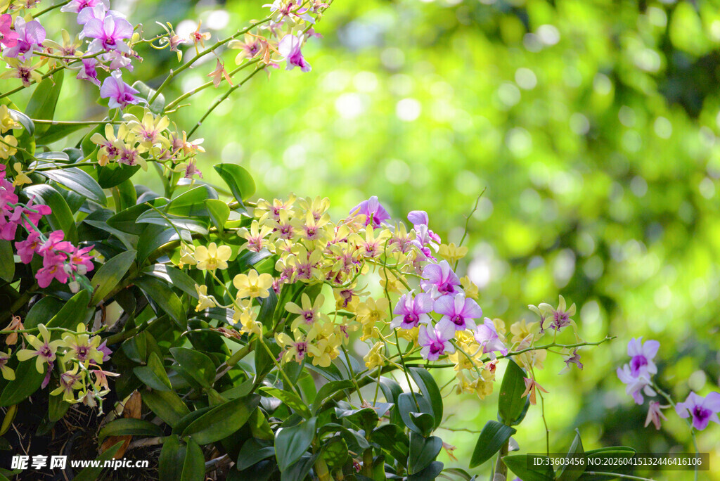 繁花盛开的自然美景