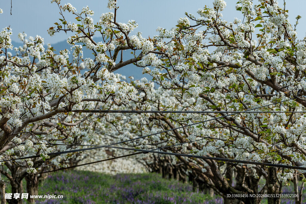 春日繁花盛开的果树景象