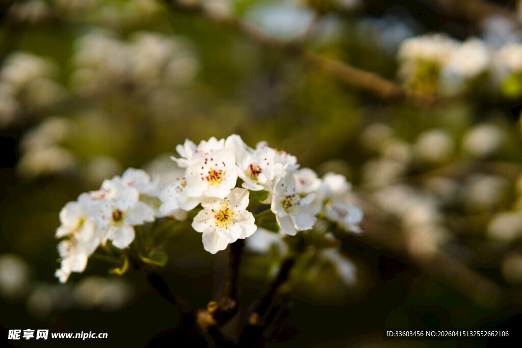 洁白梨花绽放枝头