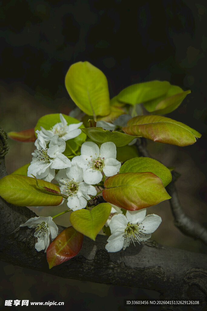 枝头绽放的白色小花