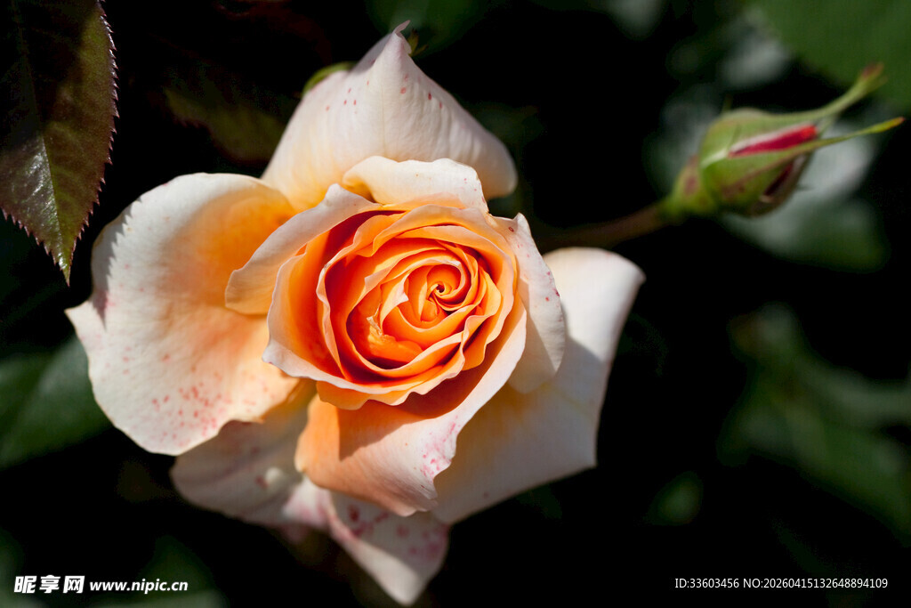 娇艳渐变玫瑰花特写