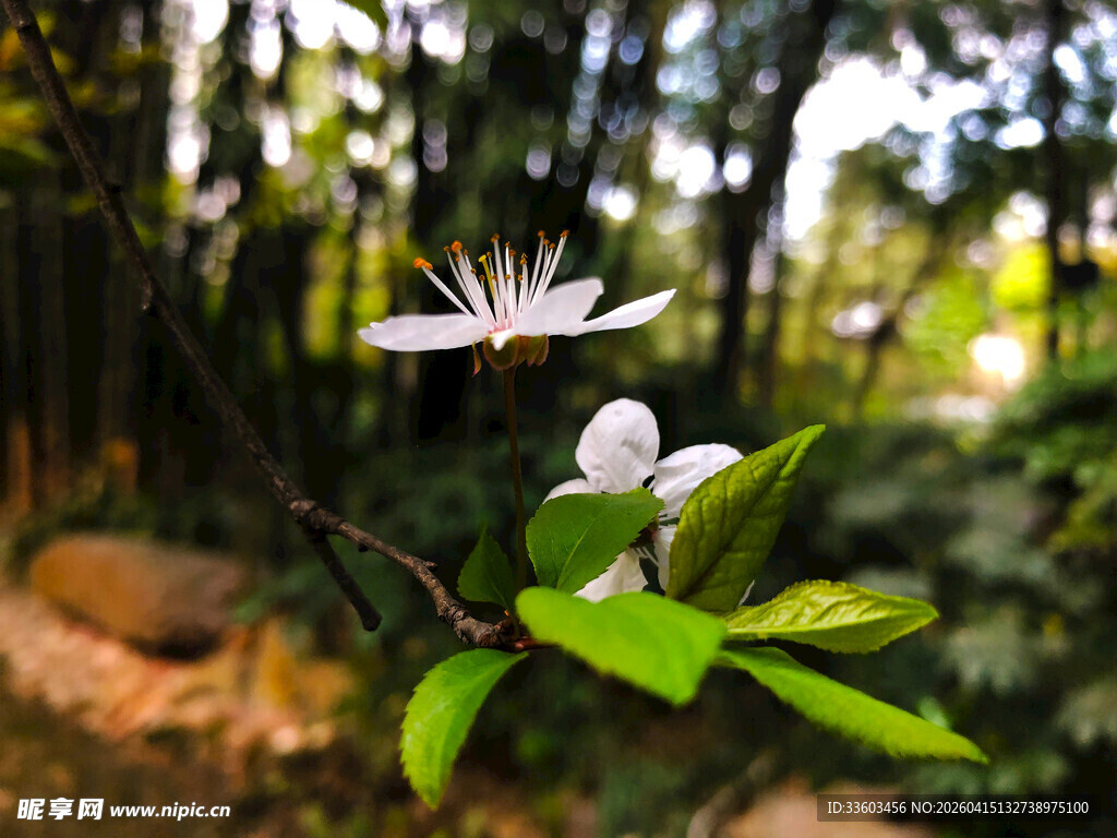 林间绽放的素雅小白花