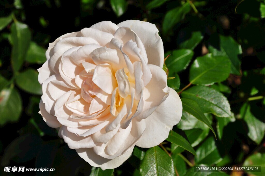 白色娇艳盛开的美丽花朵