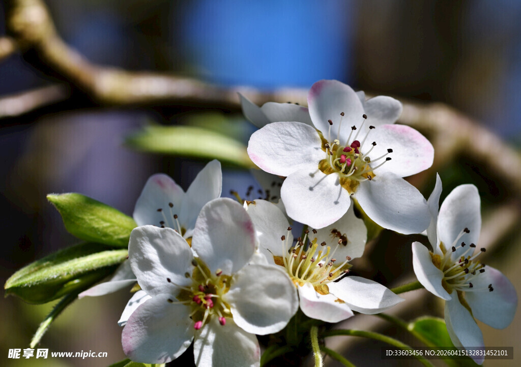 枝头绽放的洁白梨花