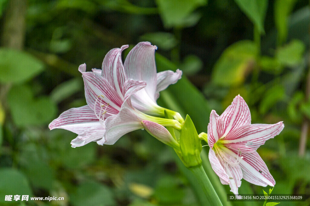 粉色优雅石蒜花绽放