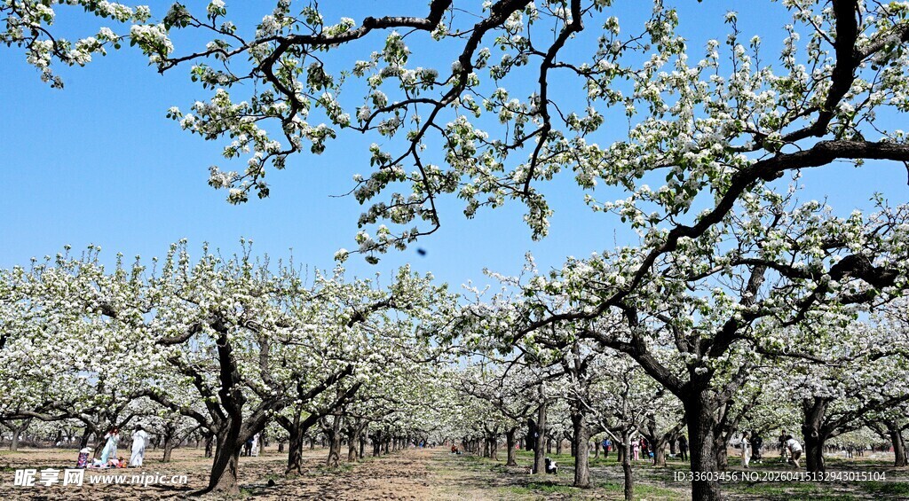 春日梨园繁花盛开