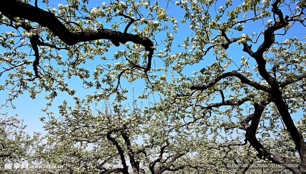 春日繁花盛开的树枝