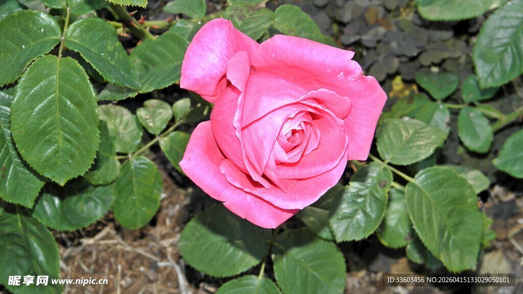 娇艳粉色玫瑰绽放