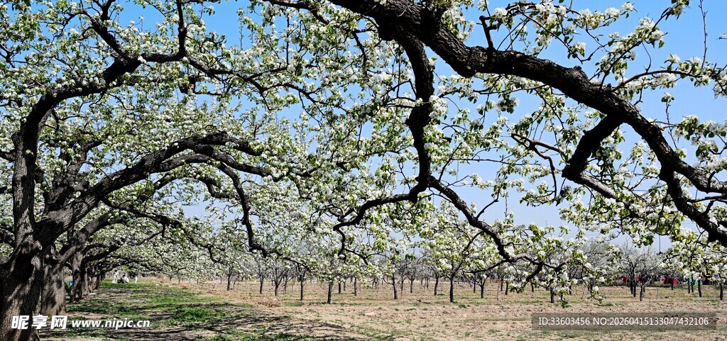 春日繁花满枝的果树景观