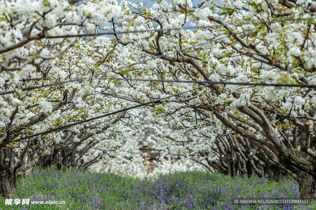 繁花满树的梦幻林间小道