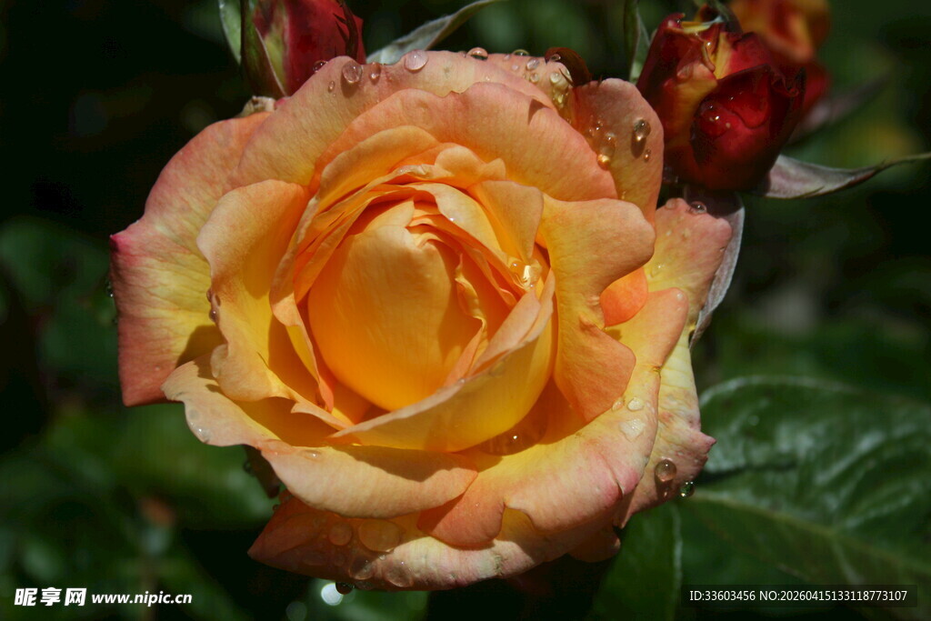 娇艳黄粉玫瑰花特写