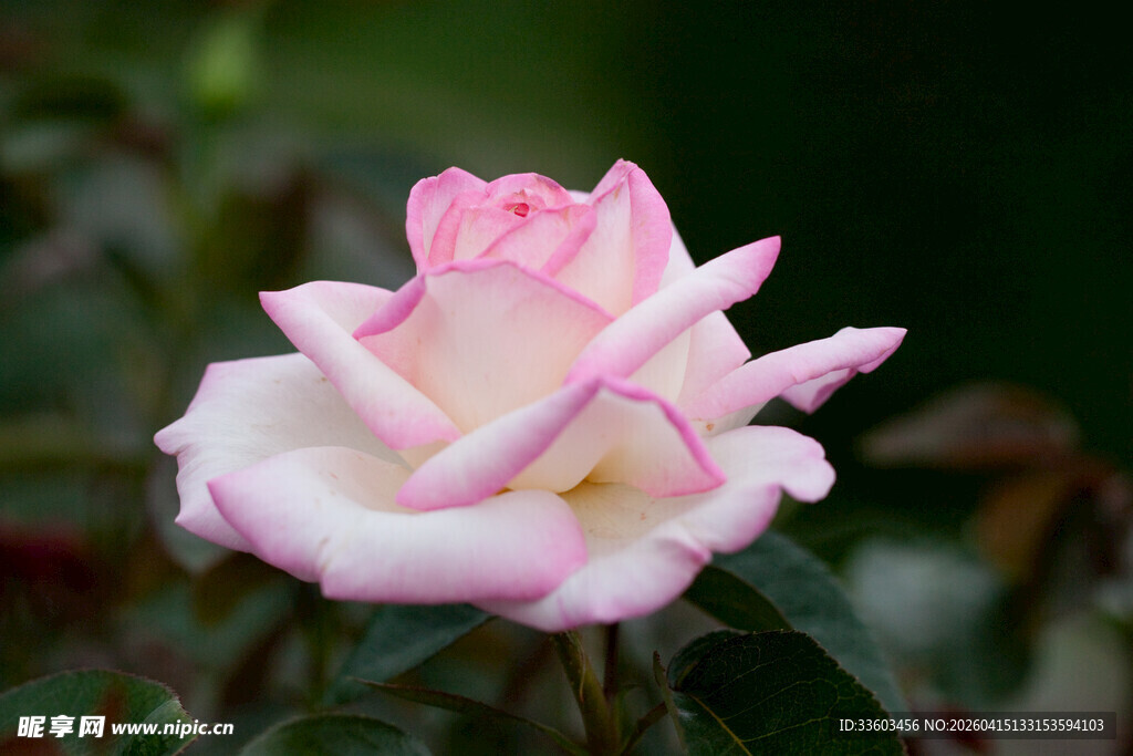 粉色娇艳玫瑰花特写