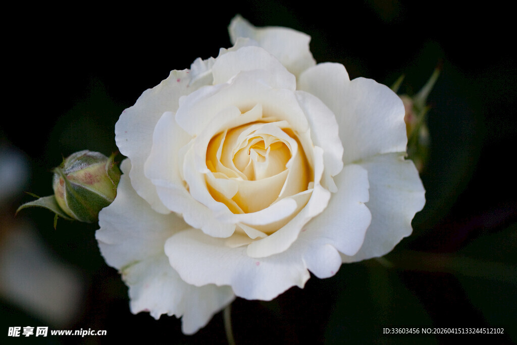 洁白优雅的单朵白玫瑰花