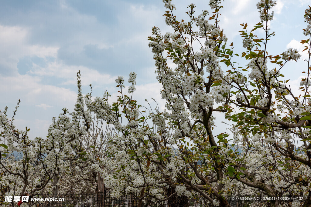 春日繁花盛开的果树林