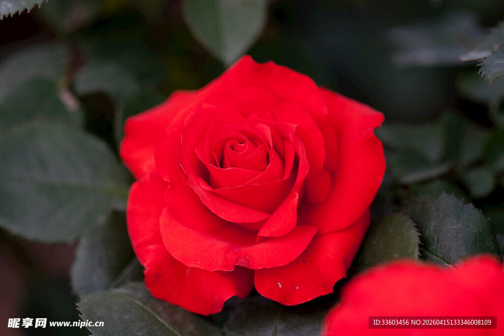 娇艳红玫瑰特写