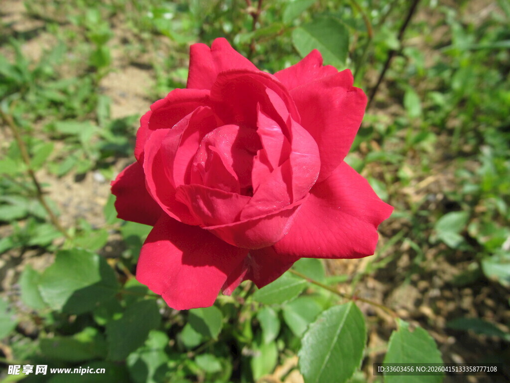 娇艳红玫瑰绽放于绿野