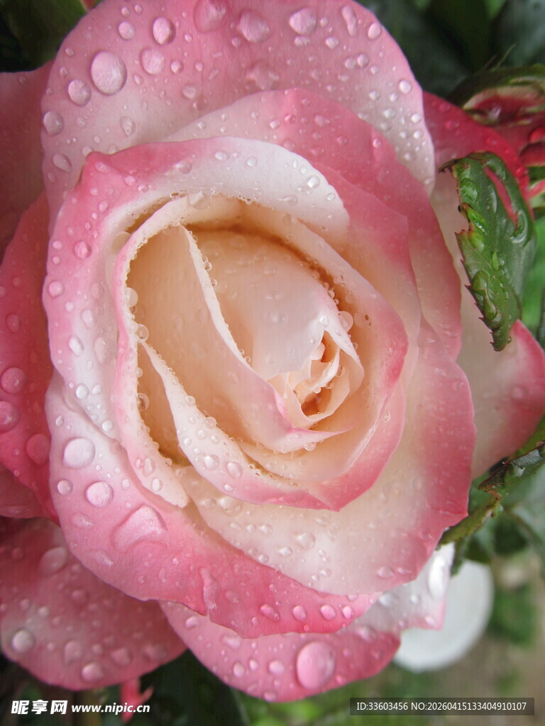 带露的柔美粉色玫瑰花