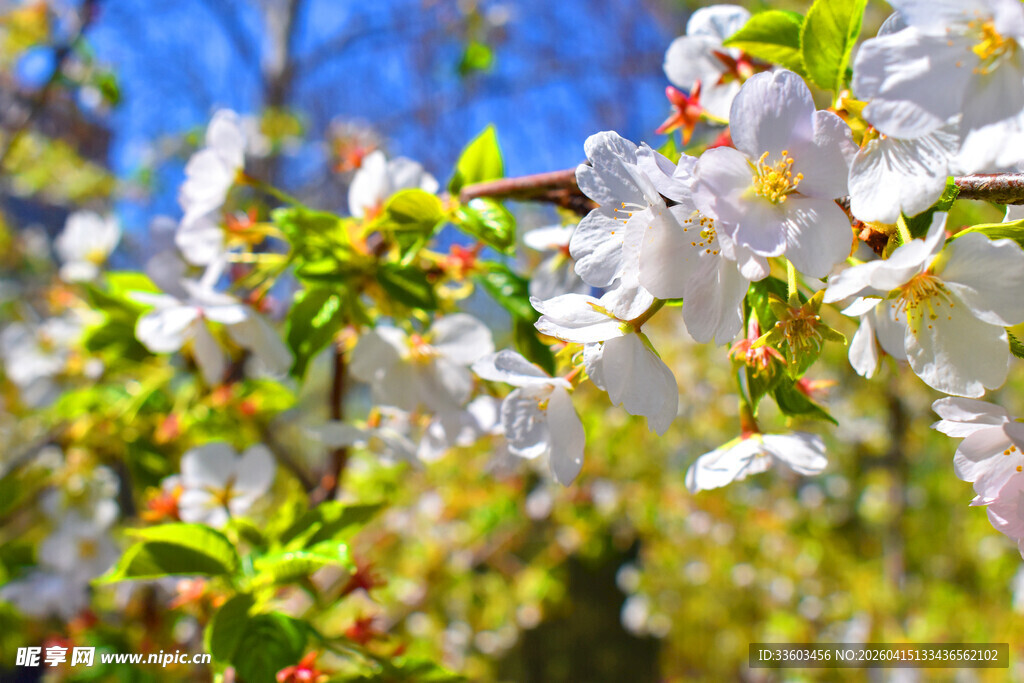 春日盛开的烂漫白色花朵