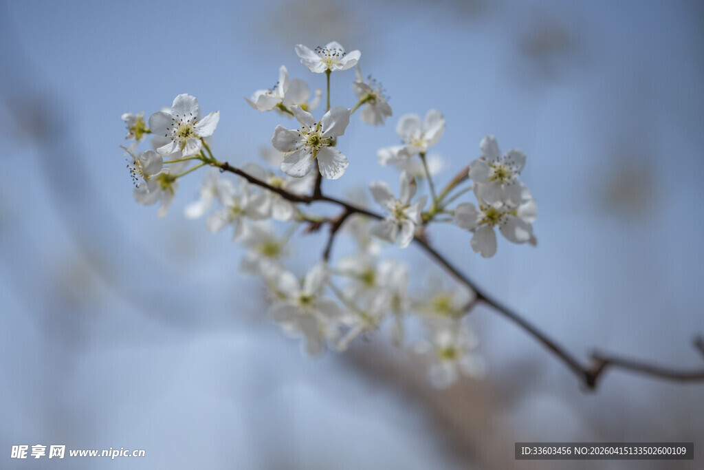 枝头绽放梨花