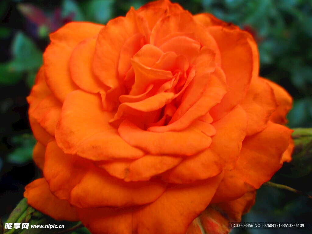 橙色娇艳玫瑰特写