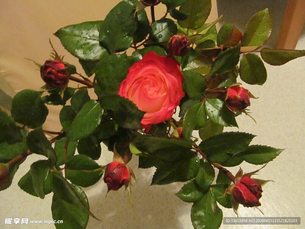 娇艳红玫瑰与绿叶相伴