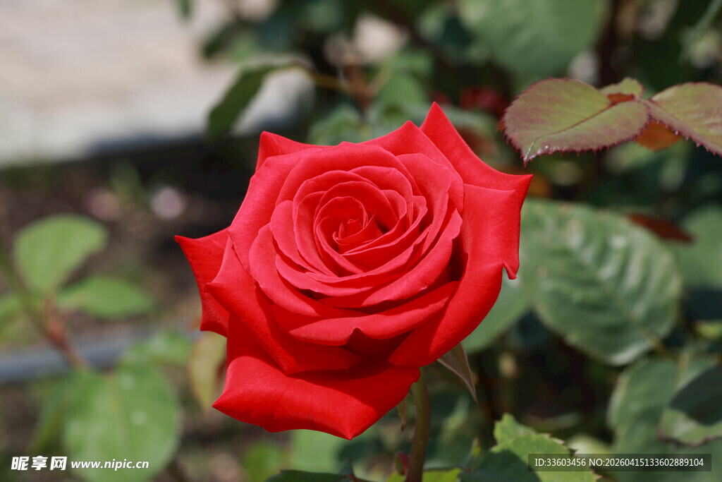 娇艳欲滴的红玫瑰