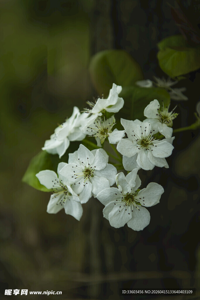 白色小花绽放枝头