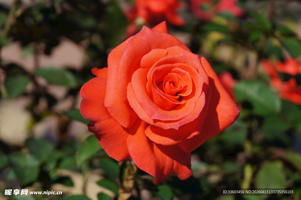 娇艳橙玫瑰绽放花园