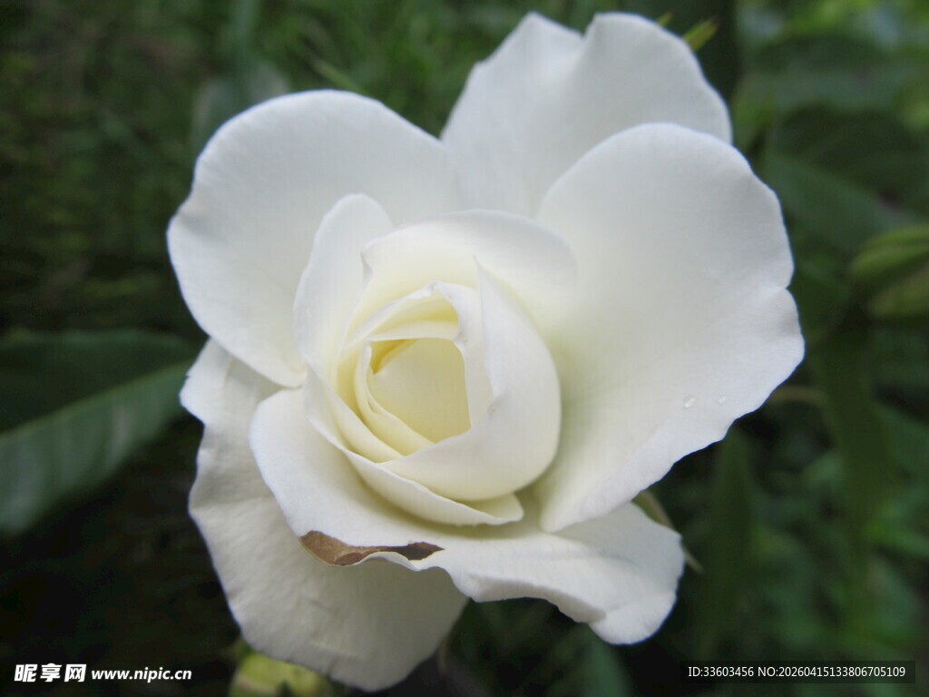 洁白栀子花特写