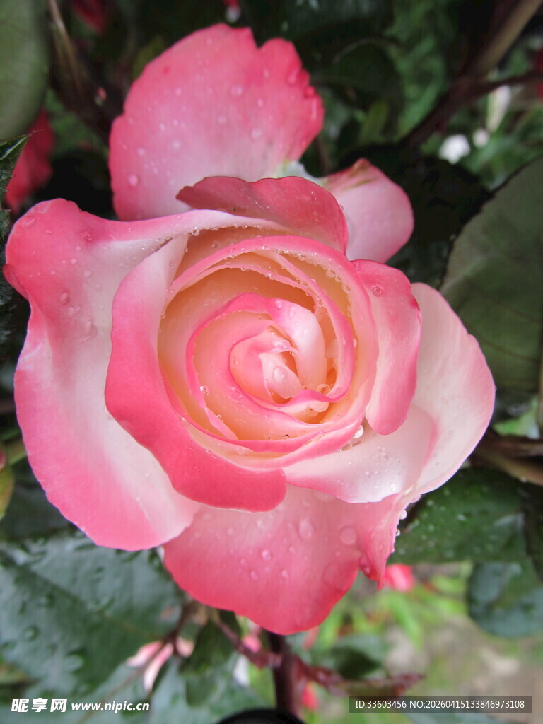 娇艳粉色玫瑰花特写