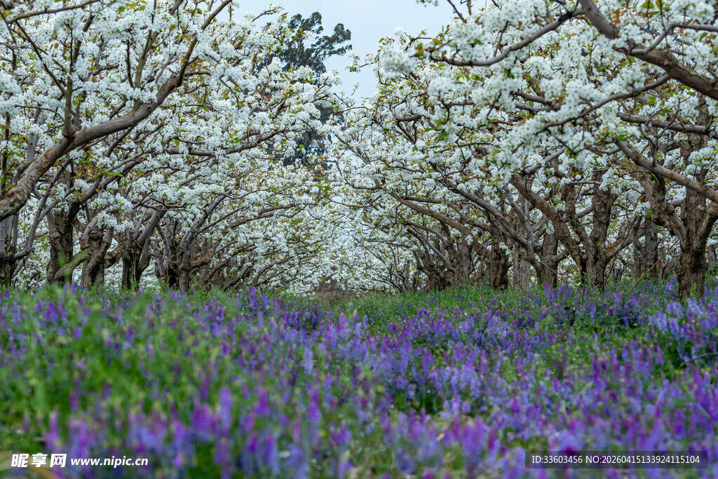 繁花盛开的梦幻花田