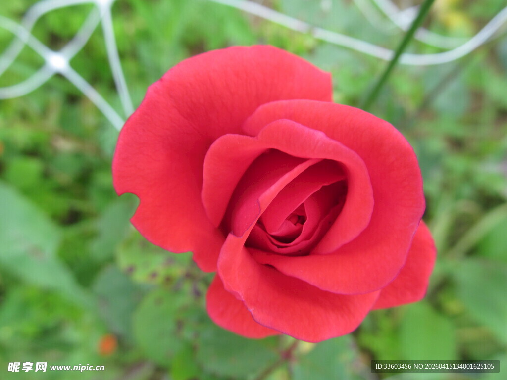 娇艳红玫瑰绽放于绿野