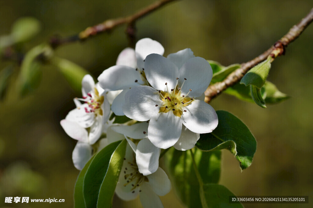 枝头绽放的白色苹果花