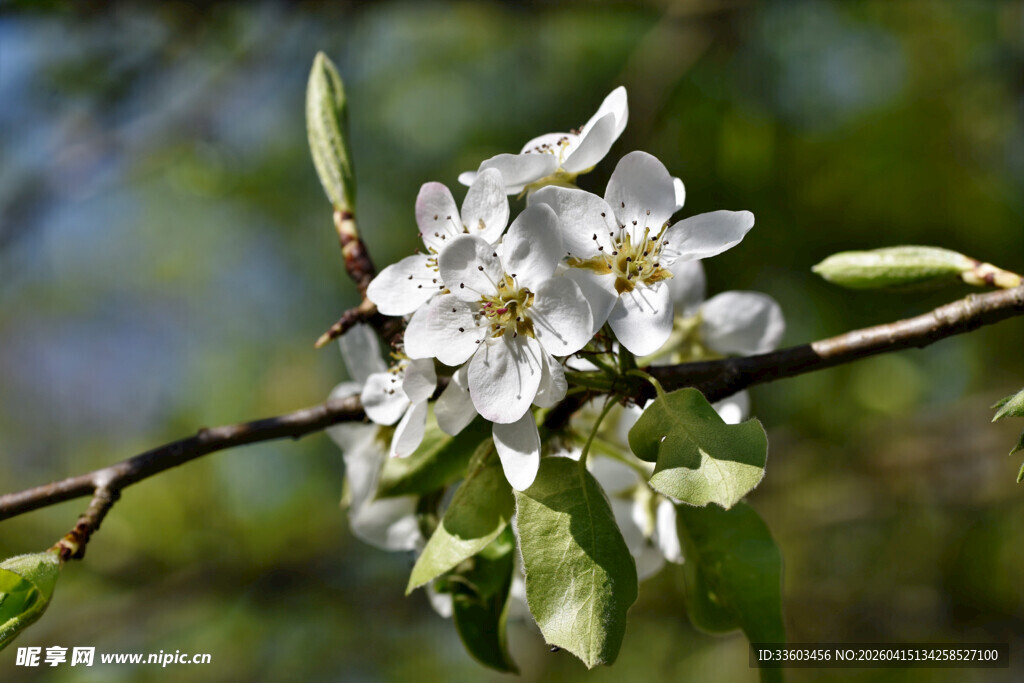 枝头绽放的洁白苹果花