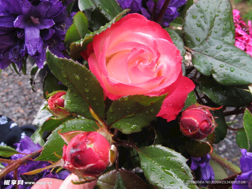 娇艳欲滴的盛开红玫瑰