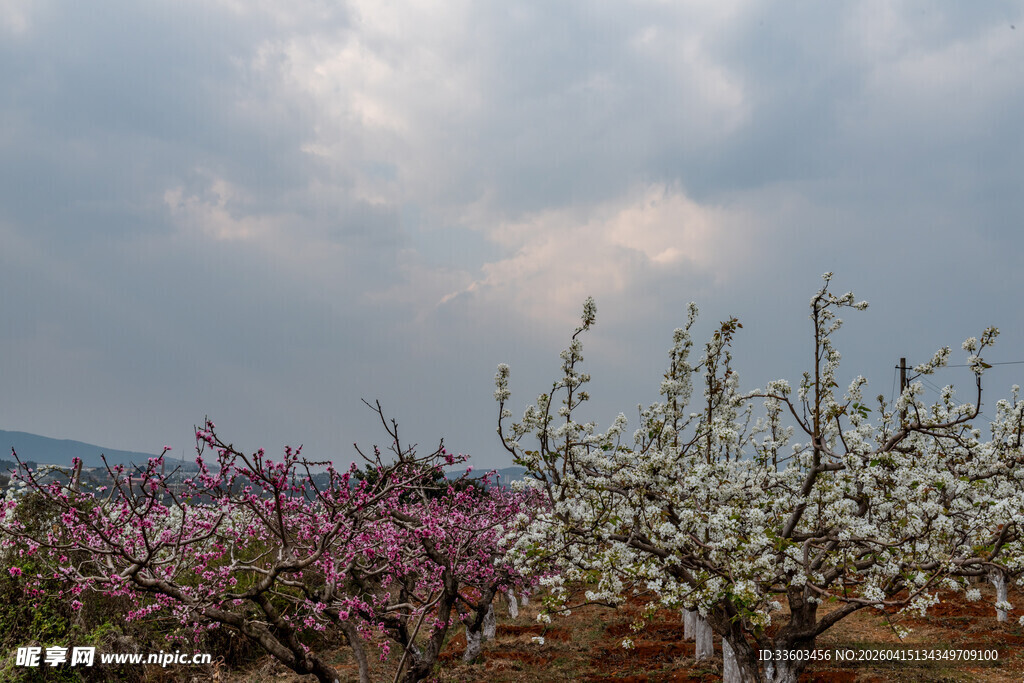 春日繁花盛开的果园