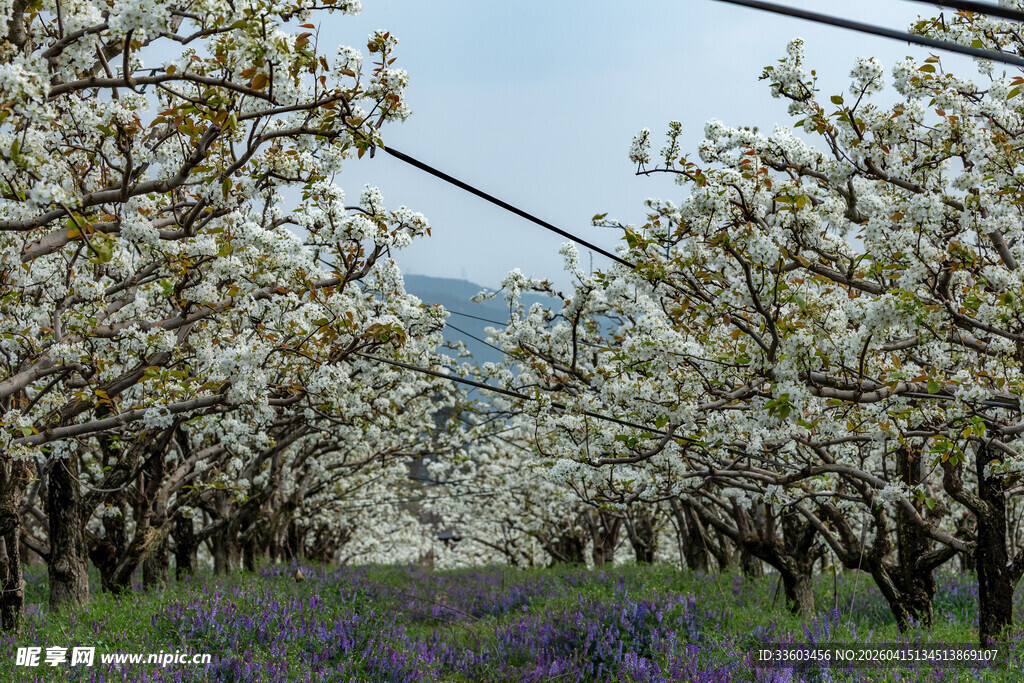 春日繁花果园美景