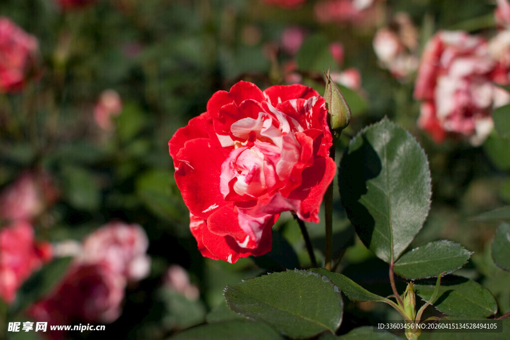 娇艳红玫瑰绽放花丛中