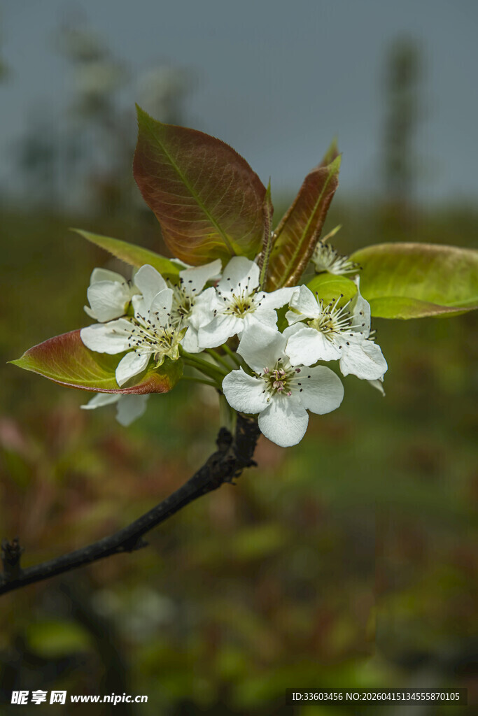 枝头绽放的洁白梨花