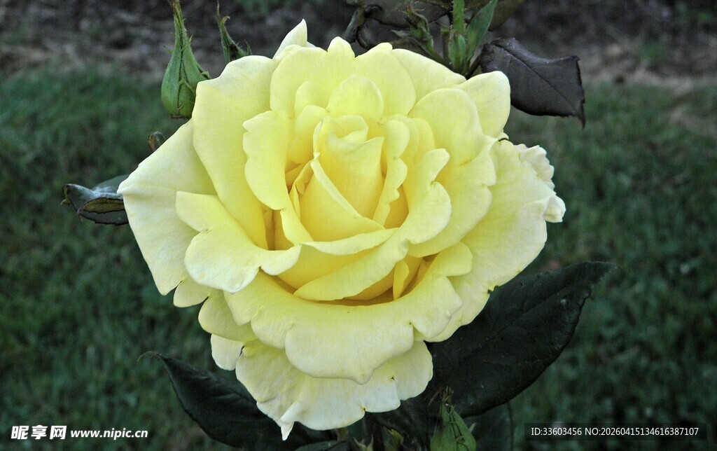 黄色娇艳月季花