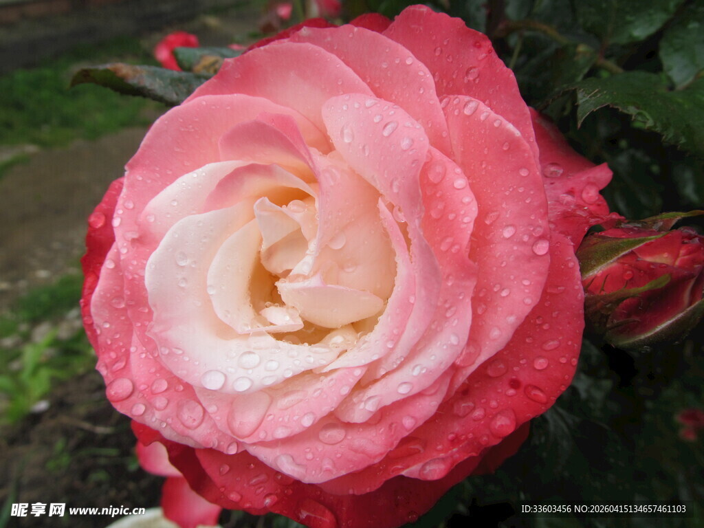 带露粉玫瑰娇艳欲滴