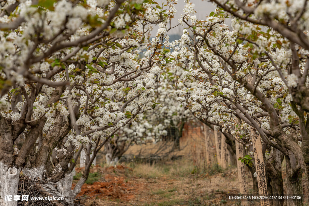 春日繁花盛开的梨树林